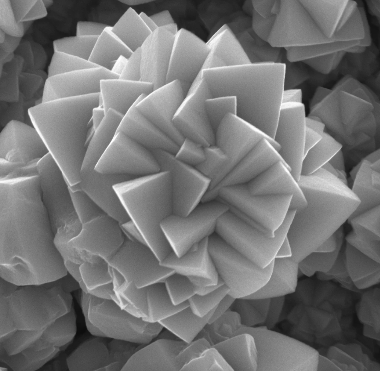 Scanning electron microscopy image of a flower-like electrodeposited SnSb anode material